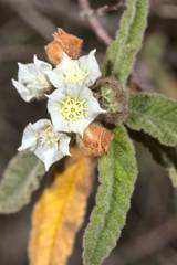 Commersonia magniflora