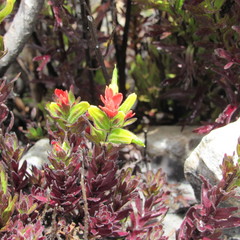 Castilleja nubigena