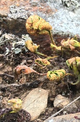 Pleopeltis pycnocarpa