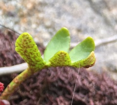 Pleopeltis pycnocarpa