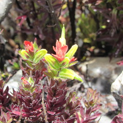 Castilleja nubigena