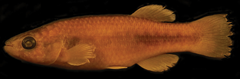 Kreiser's Killifish photo 2
