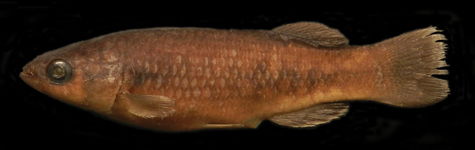 Kreiser's Killifish