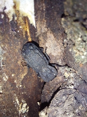 Zopherinae