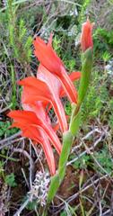 Watson's Gladiolus (Gladiolus watsonius)