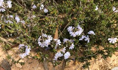 Scaevola linearis