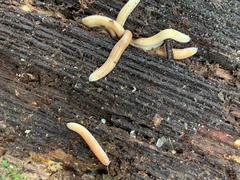 Polyzoniidae