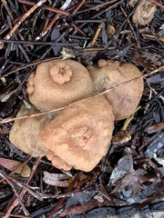 Pyura praeputialis