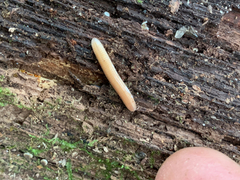 Polyzoniidae