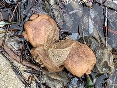 Pyura praeputialis
