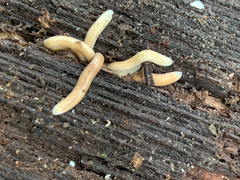 Polyzoniidae