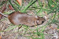 Arvicanthini
