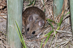 Arvicanthini