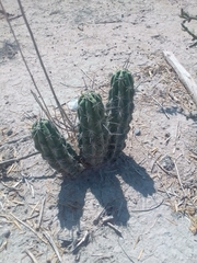 Echinocereus enneacanthus carnosus