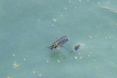 Plagioneurus univittatus