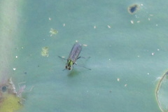 Plagioneurus univittatus
