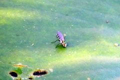 Plagioneurus univittatus