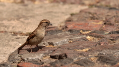 Passer domesticus