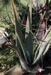 Aloe