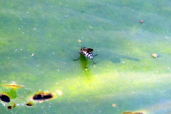 Plagioneurus univittatus