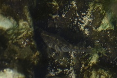 Cyprinodon variegatus