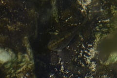 Cyprinodon variegatus