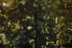 Cyprinodon variegatus