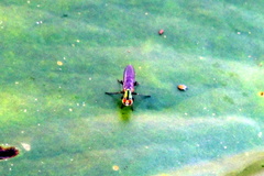 Plagioneurus univittatus