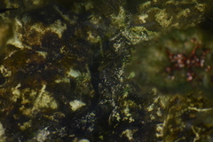 Cyprinodon variegatus