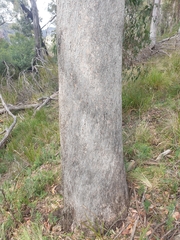 Eucalyptus retinens