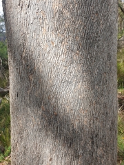 Eucalyptus retinens