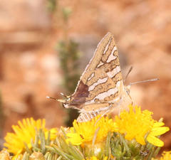 Cigaritis phanes
