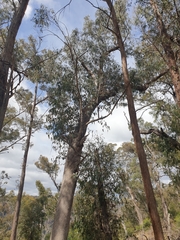 Eucalyptus retinens