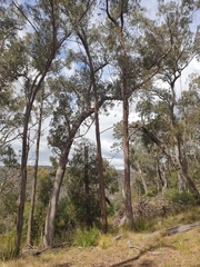 Eucalyptus retinens