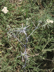 Eryngium caeruleum