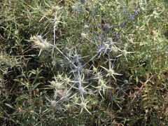 Eryngium caeruleum