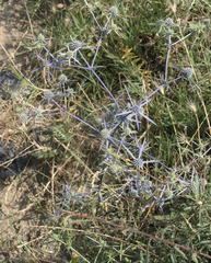 Eryngium caeruleum