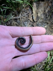 Californiulus
