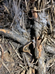 Californiulus