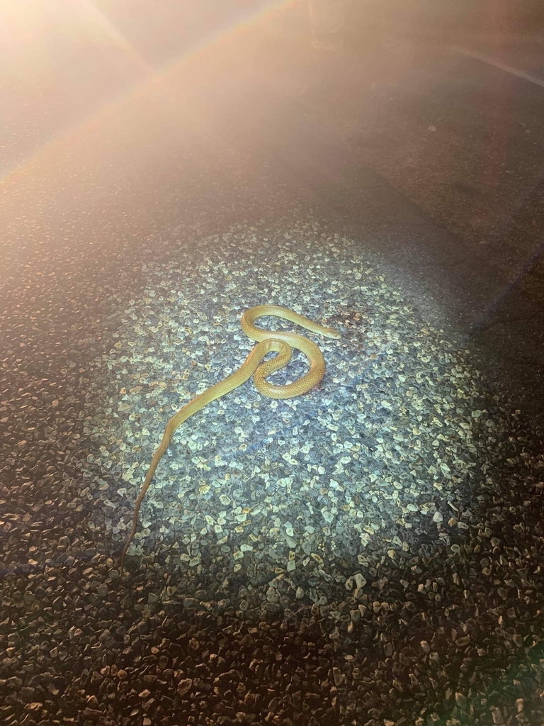 Pygmy Mulga Snake