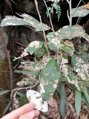 Olearia cydoniifolia