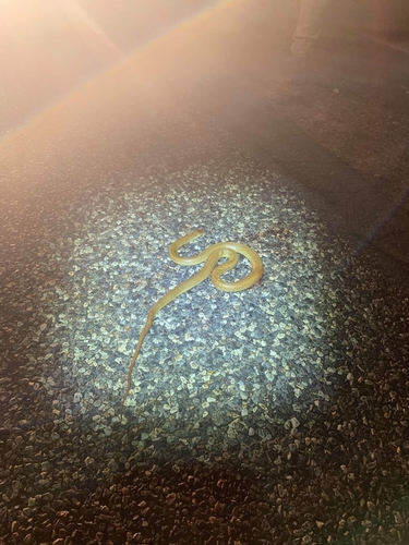 Pygmy Mulga Snake