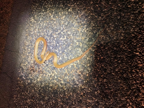 Pygmy Mulga Snake