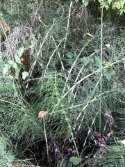 Equisetum telmateia