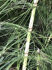Equisetum telmateia