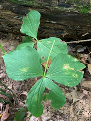 Trillium erectum