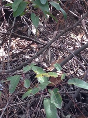Sceloporus occidentalis