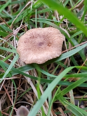 Fungi