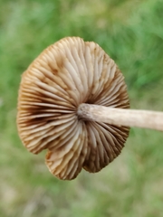 Fungi