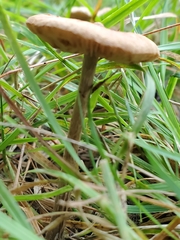 Fungi